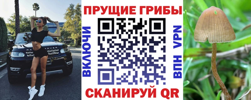 Галлюциногенные грибы Psilocybe  Горнозаводск 